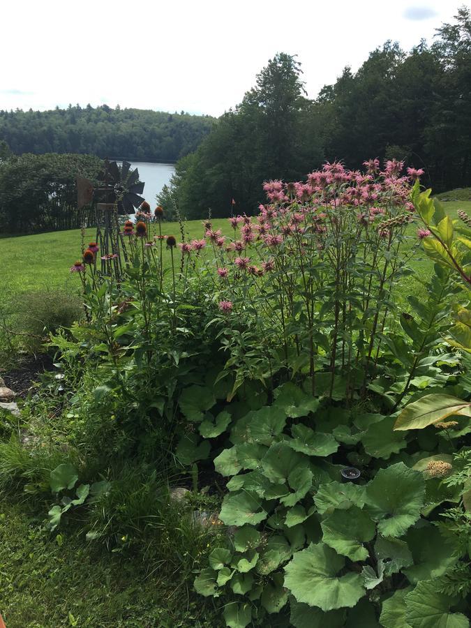 Hummingbird Hill Bed & Breakfast Stoddard Eksteriør bilde